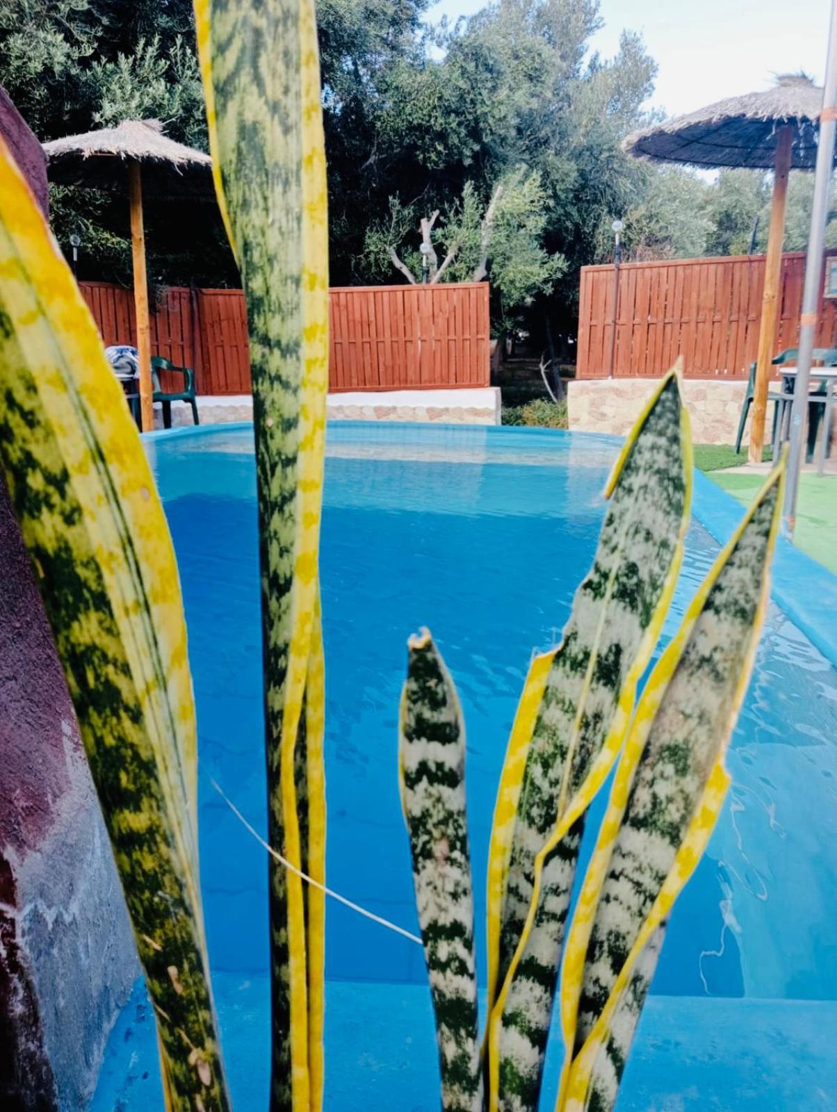 Olive Bungalow Gran Tarajal Luaran gambar